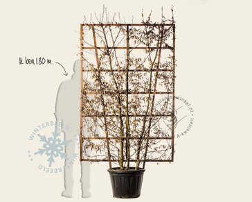 Carpinus betulus - In rek 130x200 cm