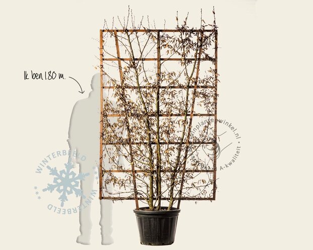 Carpinus betulus - In rek 130x200 cm