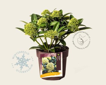 Skimmia japonica 'White Globe'