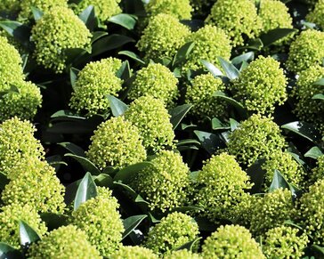 Skimmia japonica 'White Globe'