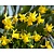 Narcissus 'Tête-a-Tête'
