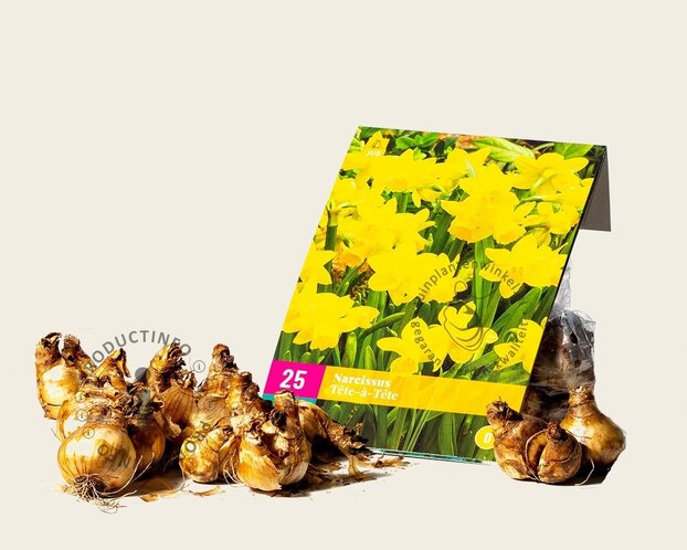 Narcissus 'Tête-a-Tête'