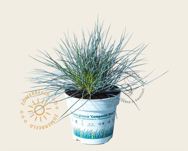 Festuca glauca 'Compacta Blue'