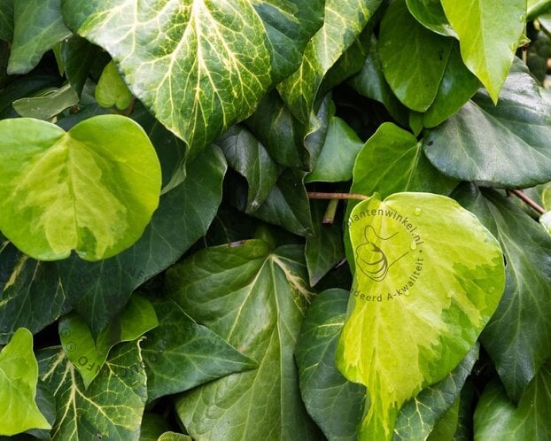 Hedera colchica 'Sulphur Heart'