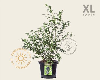 Vaccinium corymbosum - XL