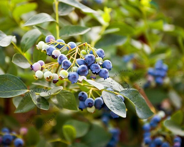 Vaccinium corymbosum - XL
