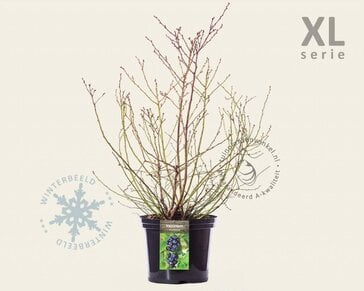 Vaccinium corymbosum - XL