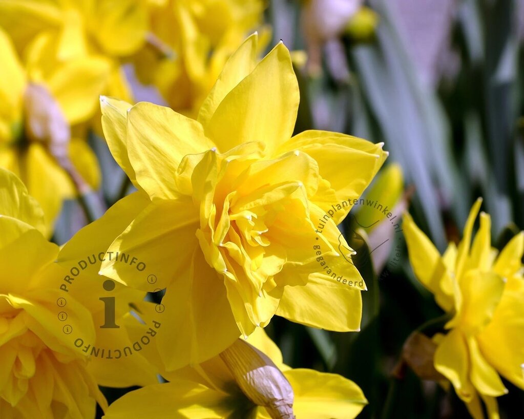 Narcissus 'Golden Ducat'