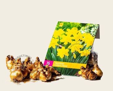 Narcissus 'Golden Ducat'