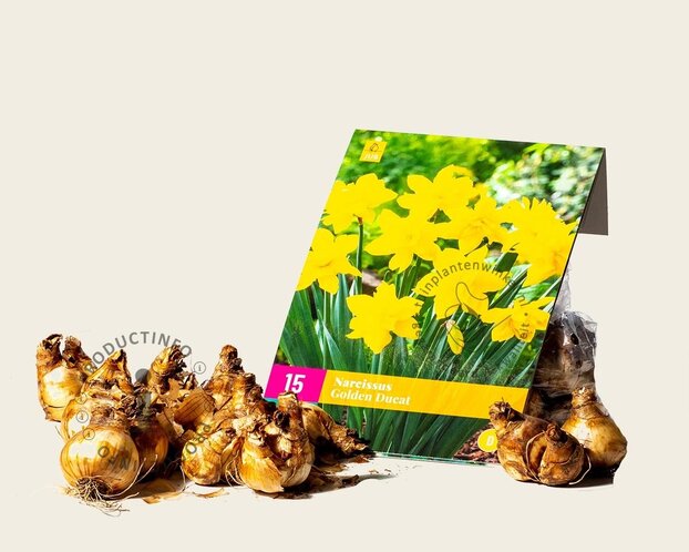 Narcissus 'Golden Ducat'