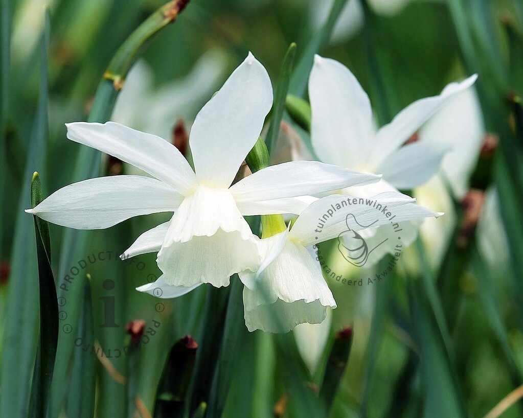 Narcissus triandrus 'Thalia'