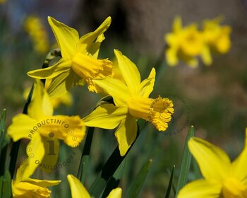 Narcissus 'February Gold'