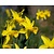 Narcissus 'February Gold'
