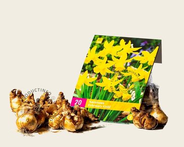 Narcissus 'February Gold'