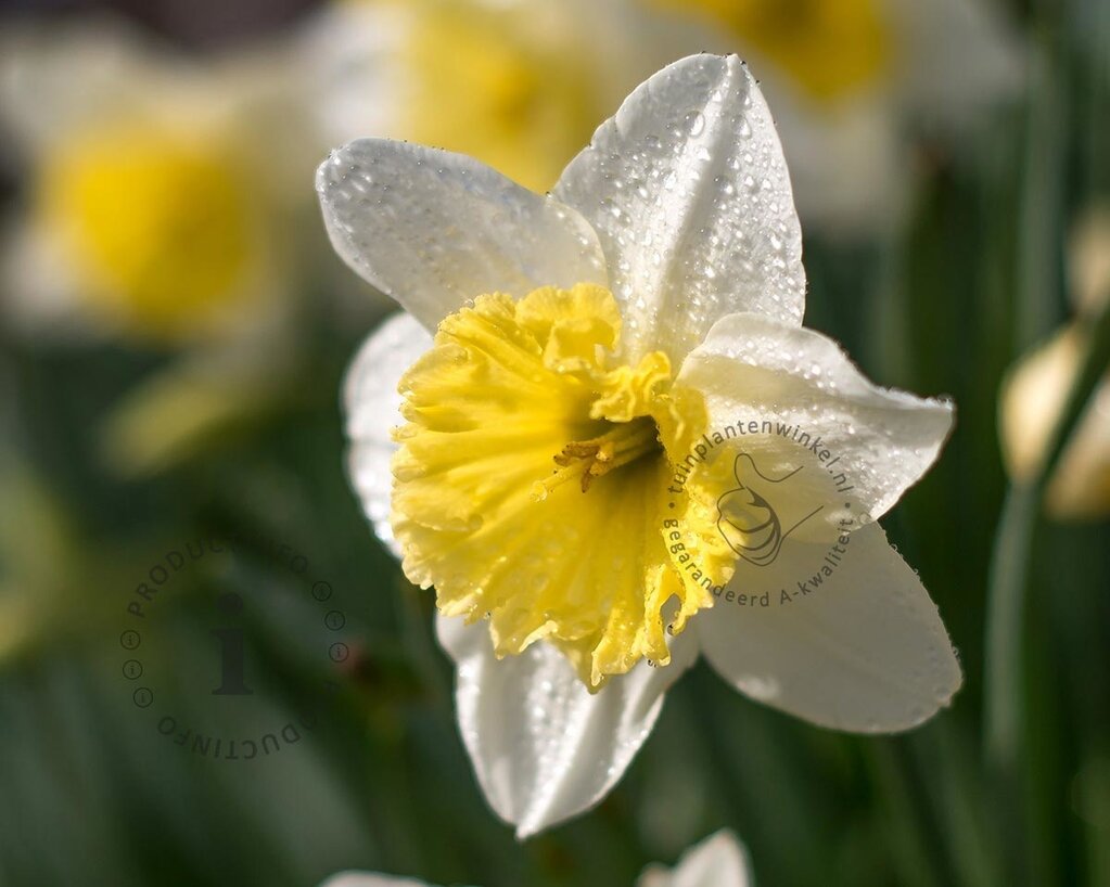 Narcissus 'Ice Follies'