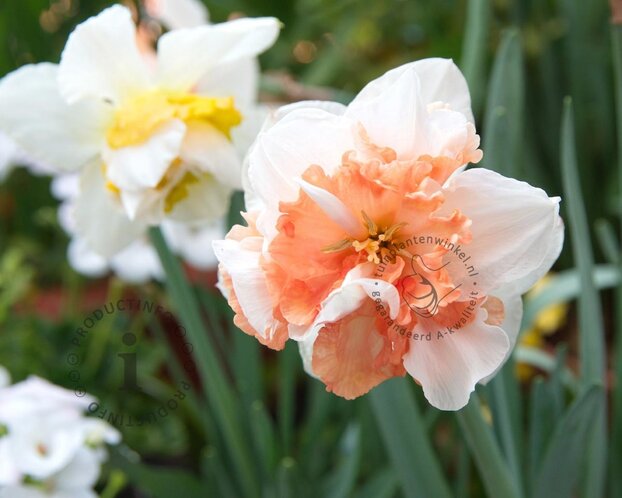 Narcissus Macaron Bloss