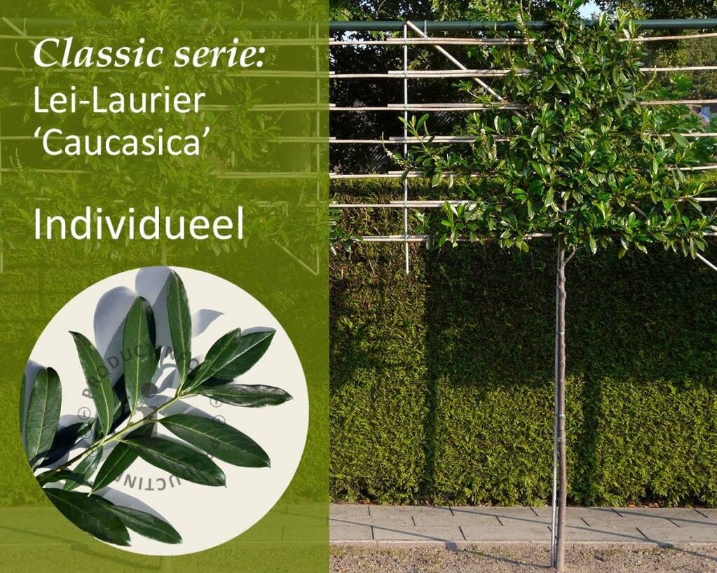 Lei-Laurier 'Caucasica' - Classic - individueel geen extra's