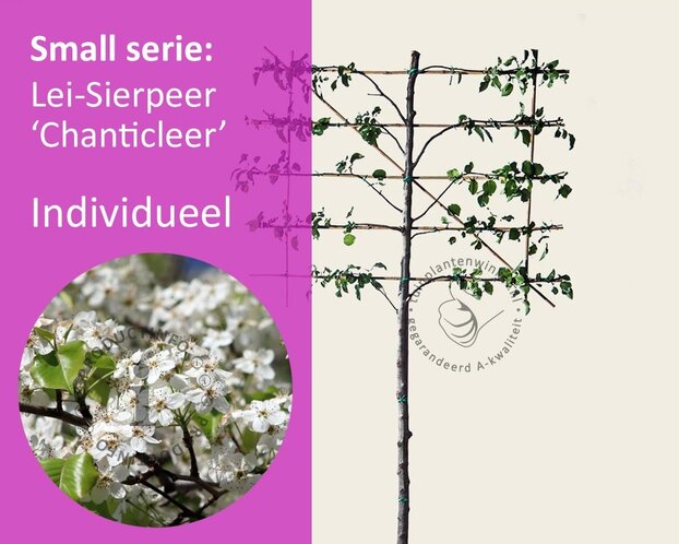 Lei-Sierpeer 'Chanticleer' - Small - individueel geen extra's