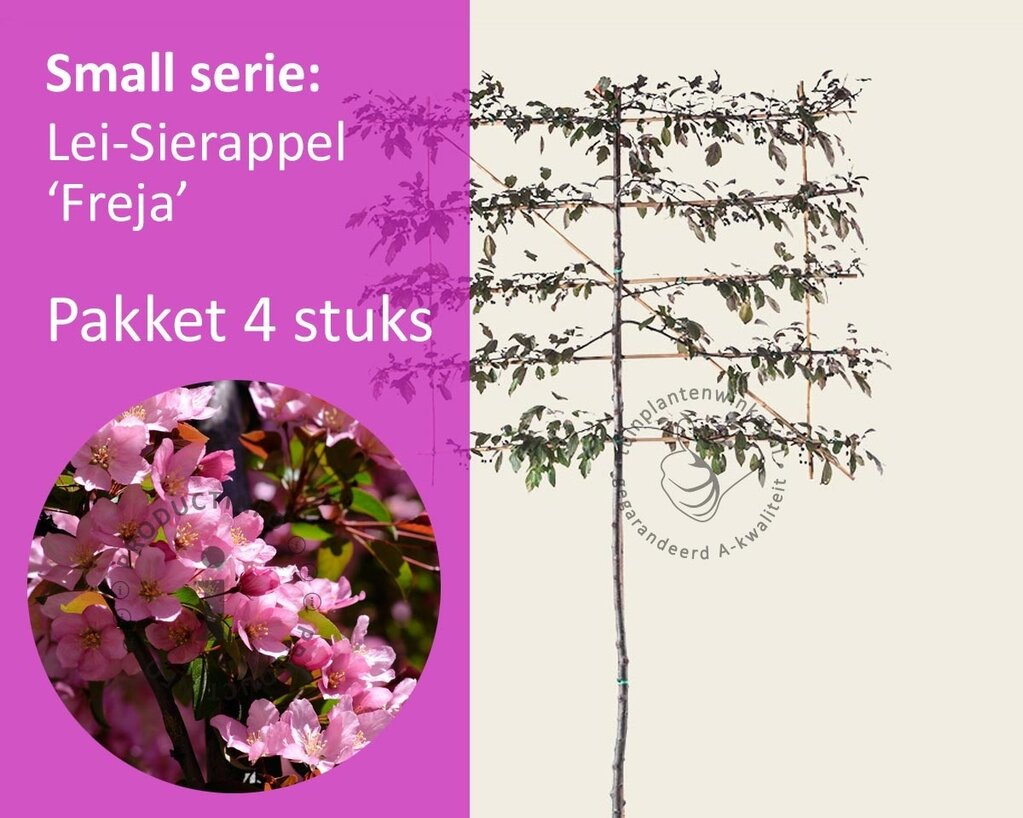 Lei-Sierappel toringo 'Freja' - Small - pakket 4 stuks + EXTRA'S!