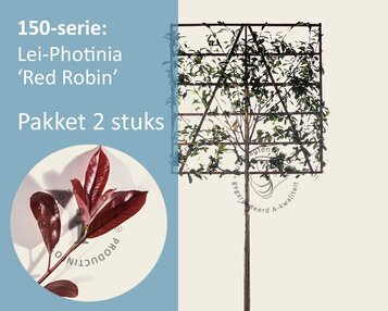 Lei-Photinia - 150 - pakket 2 stuks + EXTRAS! image