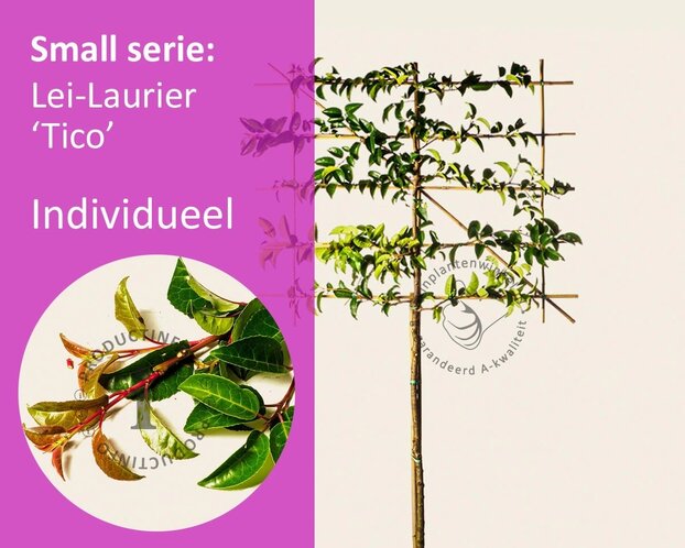 Lei-Laurier lusitanica 'Tico' - Small - individueel geen extra's