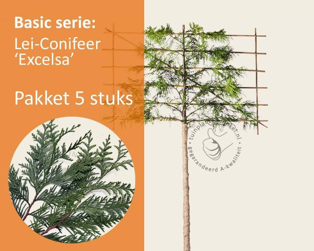 Lei-Conifeer 'Excelsa' - Basic - pakket 5 stuks + EXTRA'S!