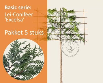 Lei-Conifeer 'Excelsa' - Basic - pakket 5 stuks + EXTRA'S! image