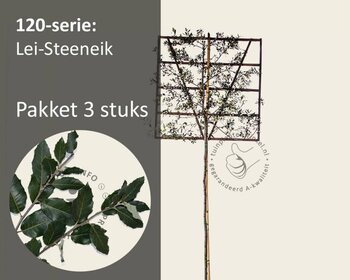 Lei-Steeneik - 120 - pakket 3 stuks + EXTRA'S!