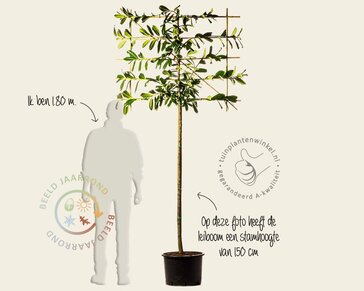 Lei-Laurier 'Novita' - Small - individueel geen extra's