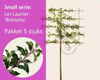 Lei-Laurier lusitanica 'Brenelia' - Small - pakket 5 stuks + EXTRA'S!