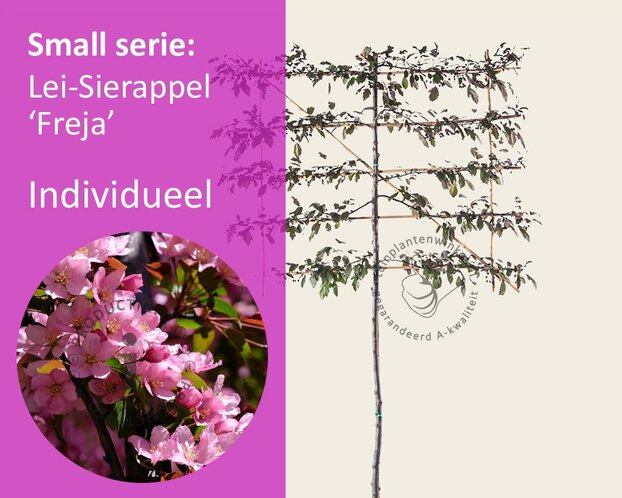 Lei-Sierappel toringo 'Freja' - Small - individueel geen extra's