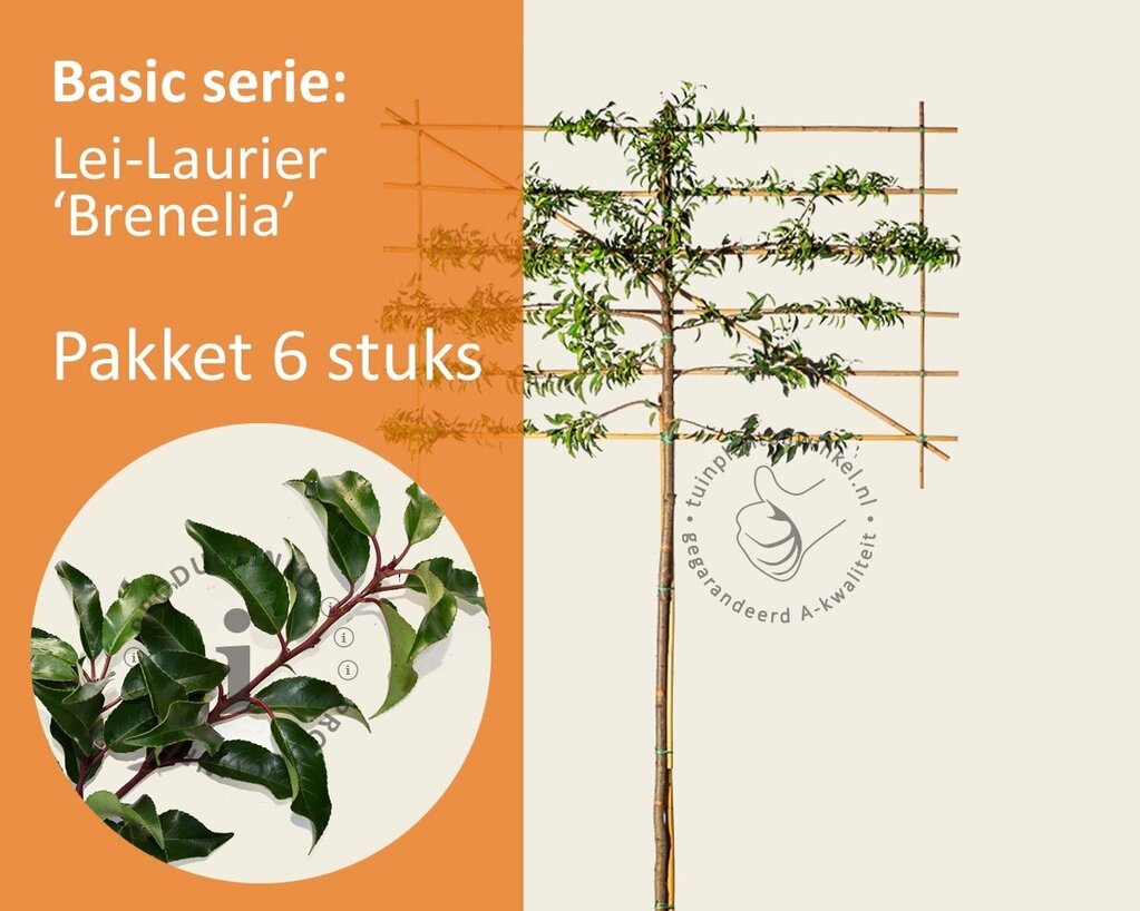 Lei-laurier l. 'Brenelia' - Basic - pakket 6 stuks + EXTRA'S!