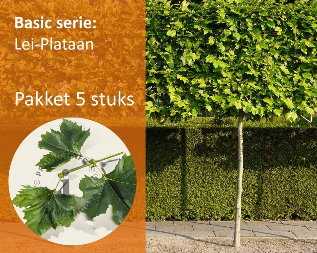 Lei-Plataan Basic - Pakket 5 stuks + Extra's!