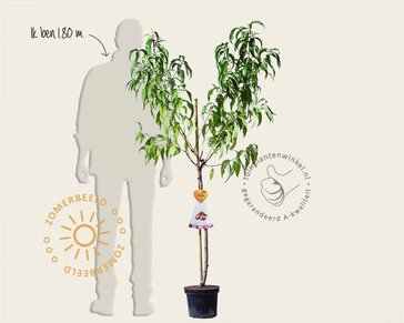Prunus persica 'Saturn' - halfstam