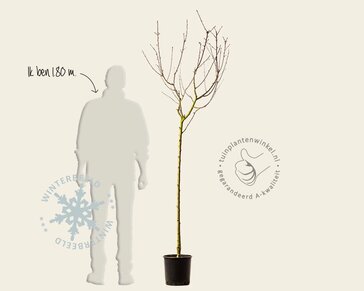 Prunus persica 'Saturn' - halfstam
