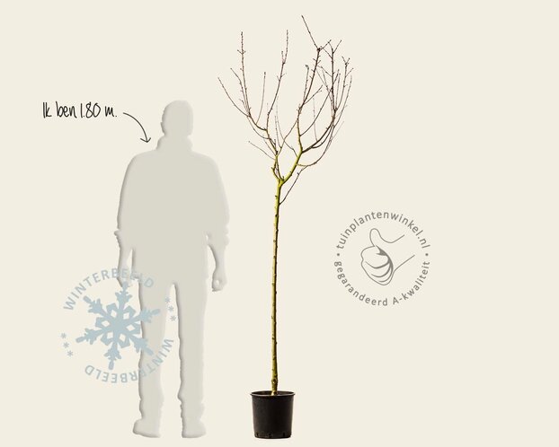 Prunus persica 'Saturn' - halfstam