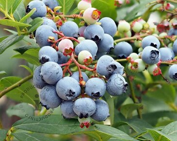 Vaccinium corymbosum 'Blue Suede'
