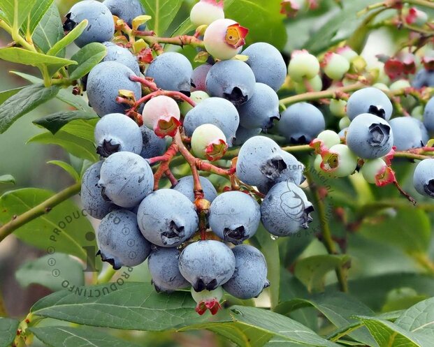 Vaccinium corymbosum 'Blue Suede'