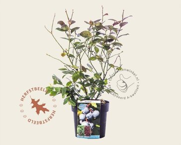 Vaccinium corymbosum 'Blue Suede'