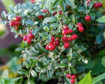 Vaccinium vitis-idaea 'Koralle'