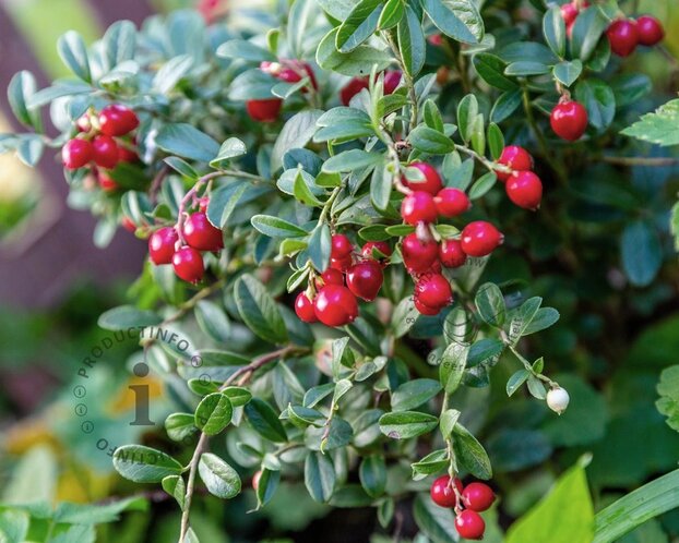 Vaccinium vitis-idaea 'Koralle'