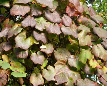 Vitis vinifera 'Coignetiae'