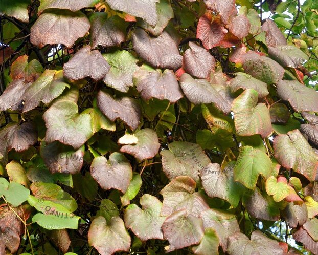 Vitis vinifera 'Coignetiae'