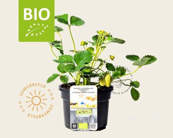Fragaria 'Milan' - Puur image