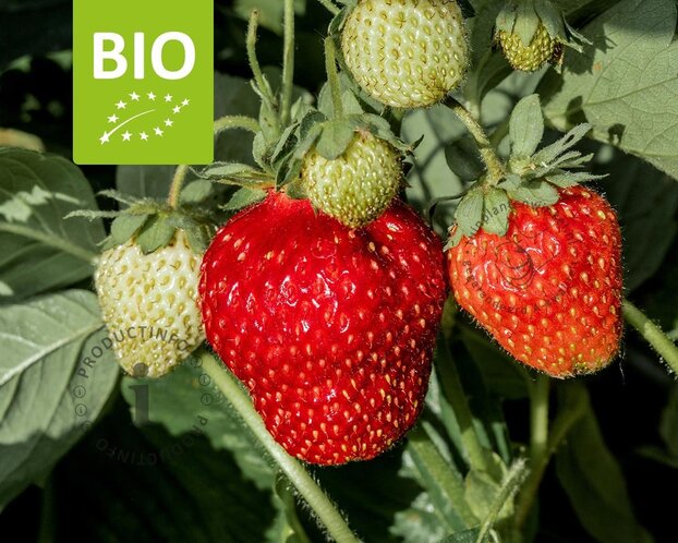 Fragaria 'Milan' - Puur