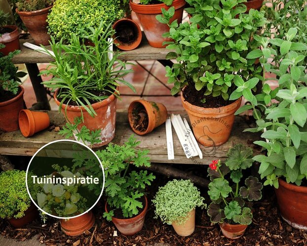 Fragaria 'Milan' - Puur
