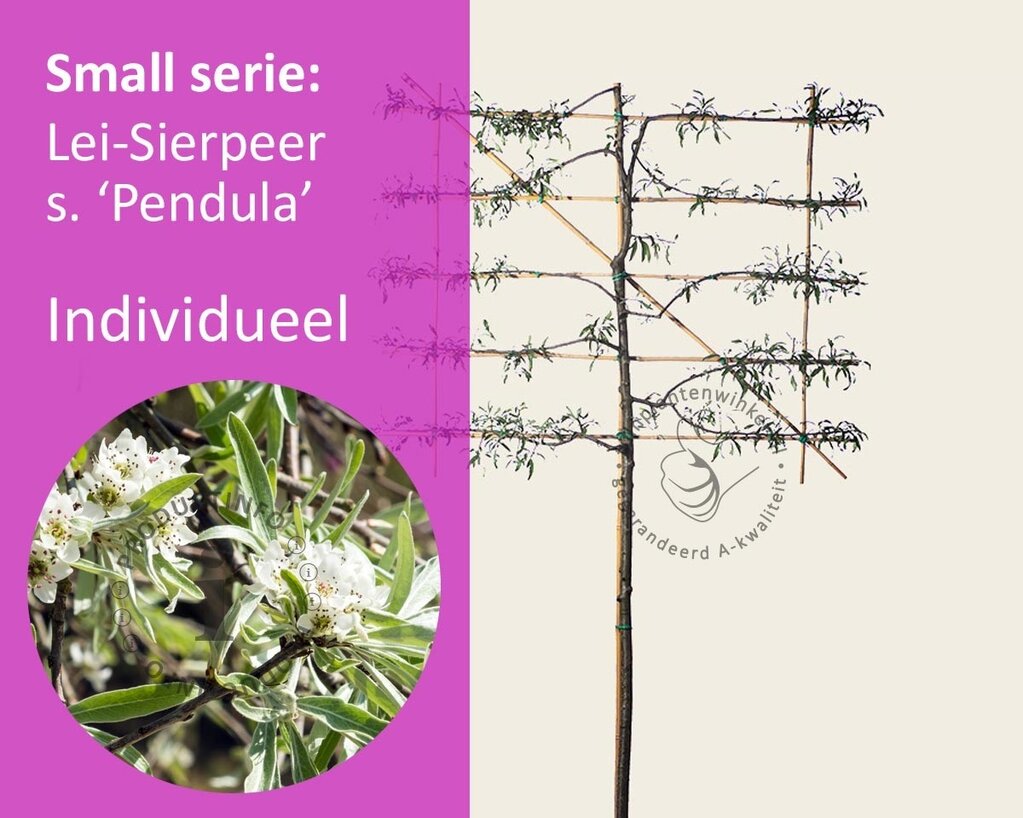 Lei-Sierpeer salicifolia 'Pendula' - Small - individueel geen extra's