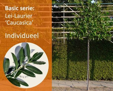 Lei-Laurier 'Caucasica' - Basic - individueel geen extra's