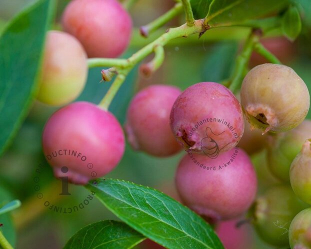 Vaccinium corymbosum 'Pink Lemonade'