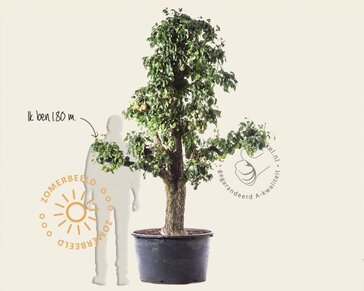 Alleen in winkel Pyrus communis 'Conference' - zeer oude laagstam